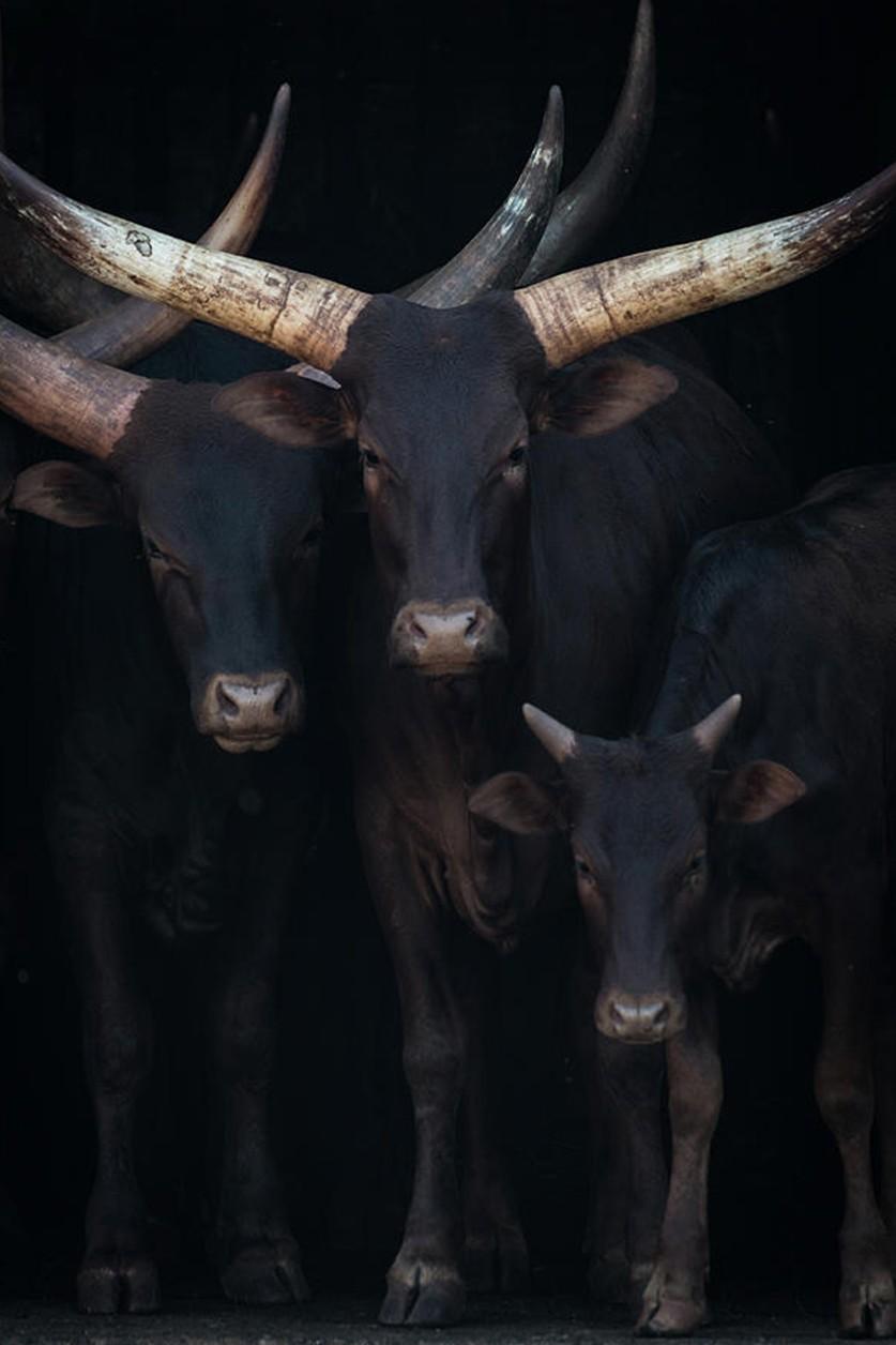 Photo art of cows on acoustic art panel and plexiglass.