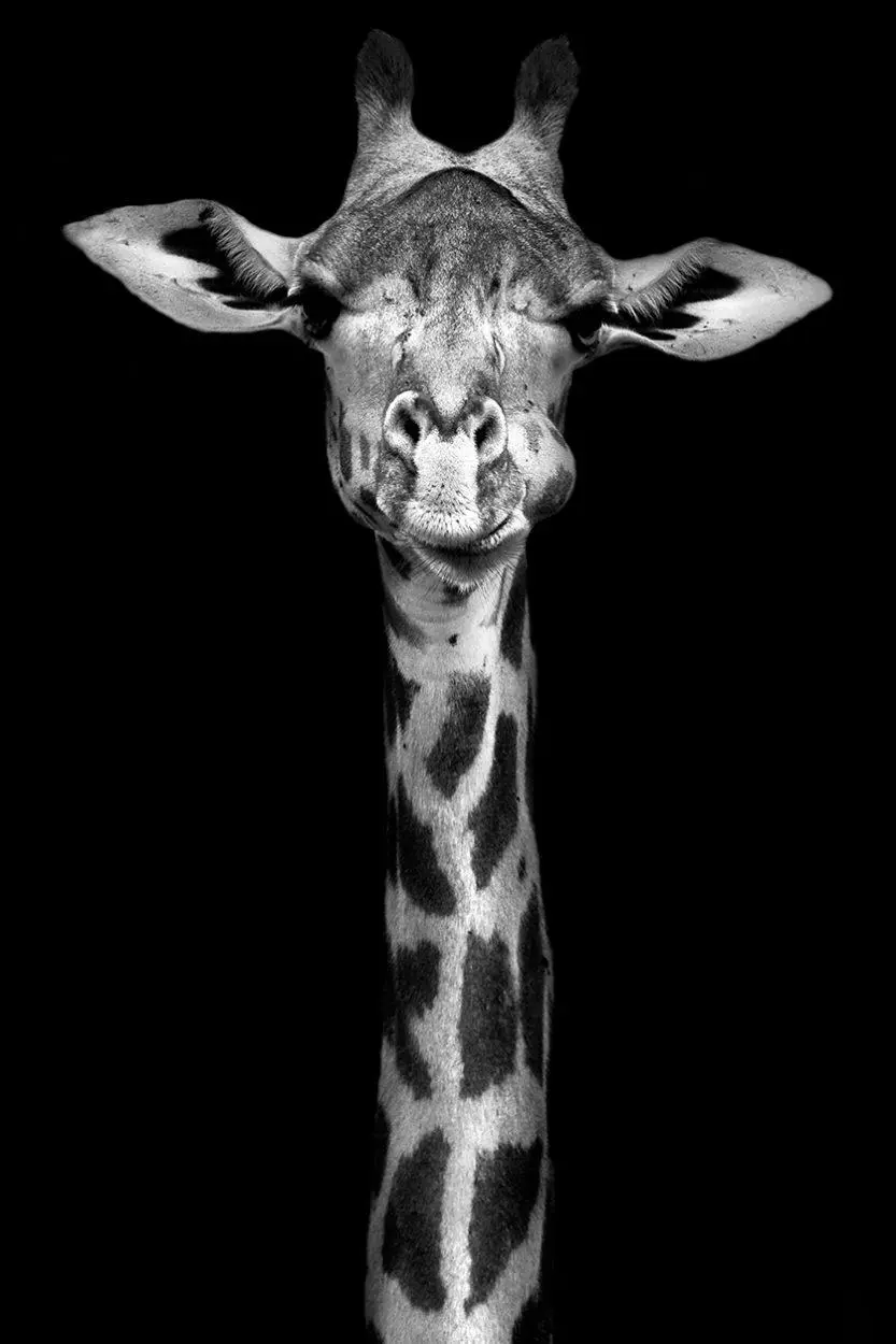 Black White Photography Giraf