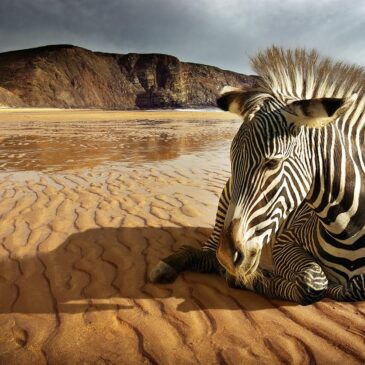 Arte de pared Zebra Un modelo de arte de plexiglás