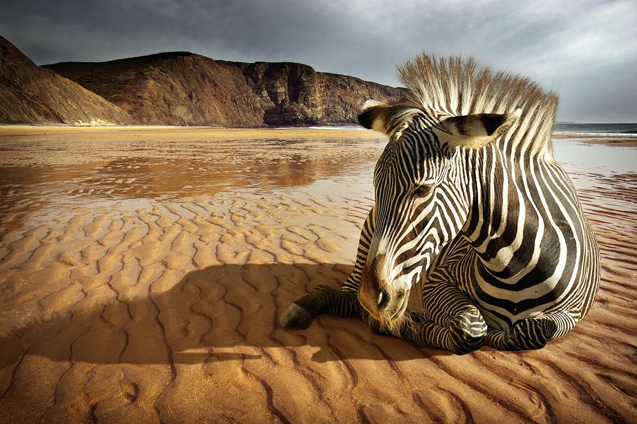 Wall art zebra een toonbeeld van foto plexiglas kunst