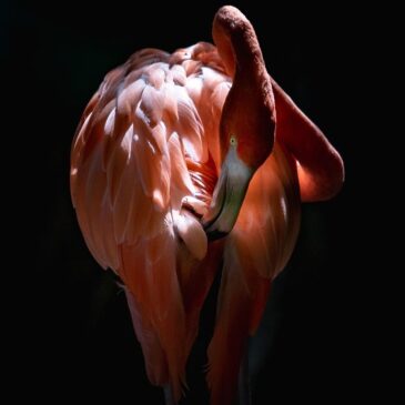 Wandkunst Plexiglas: Das Feuer des Flamingo
