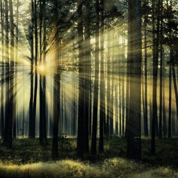 Decoración de pared del amanecer radiante en un bosque
