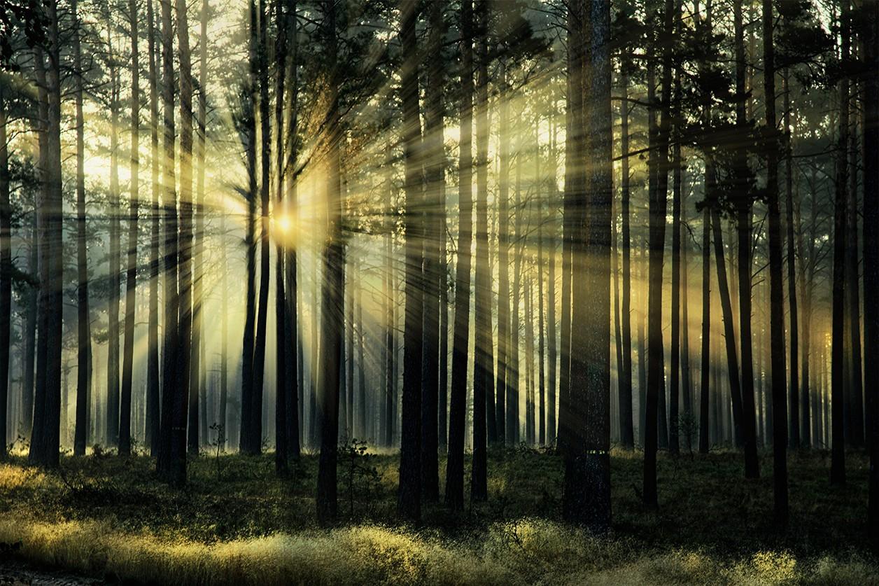 Wanddecoratie van stralende zonsopgang in een bos