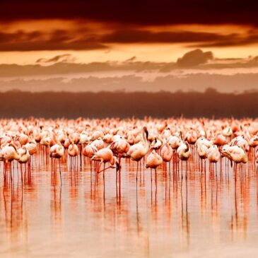 isla flamenco