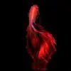 red darkness