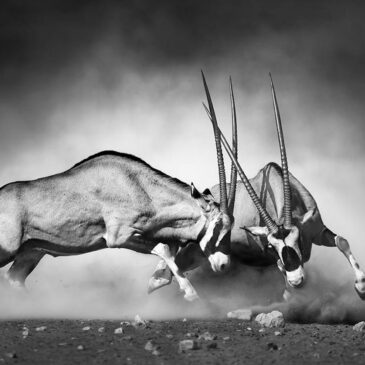 Fotokunst an der Wand wilder Tiere