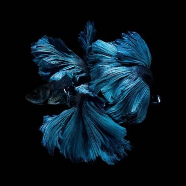 Acrylglas artistiek vissen: prachtige blauwe vissenstaart danst in het donkere water
