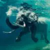 Unieke muurdecoratie van een zwemmende olifant