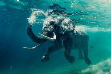 Unieke muurdecoratie van een zwemmende olifant