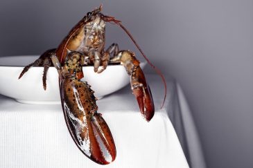 lobster