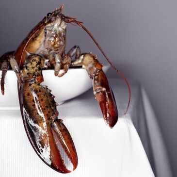 lobster