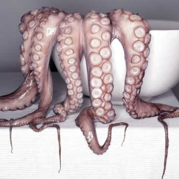 Food Photo Art of Squid