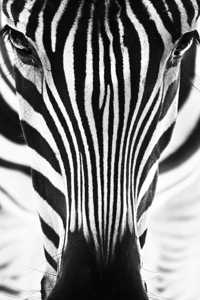Cebra de fotografía artística en blanco y negro