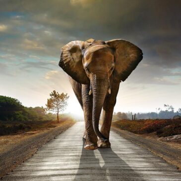 Fotokunst van olifant in Afrikaans landschap