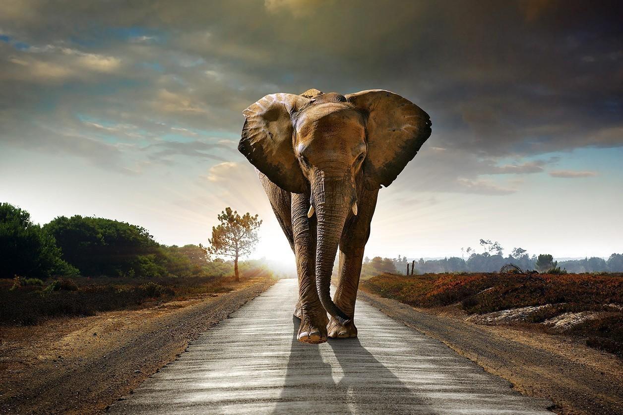 Fotokunst van olifant in Afrikaans landschap