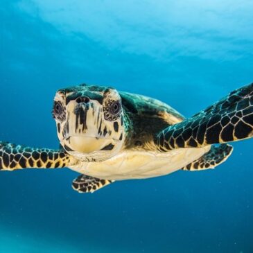 Plexiglas schilderij sea life toont prachtige zee schildpad.