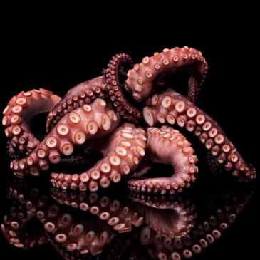 Wanddecoratie van octopus