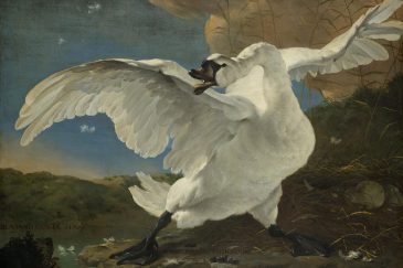 Jan Asselijn fotokunst, De bedreigde zwaan
