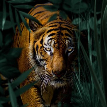 Unieke muurdecoratie van tijger in de jungle