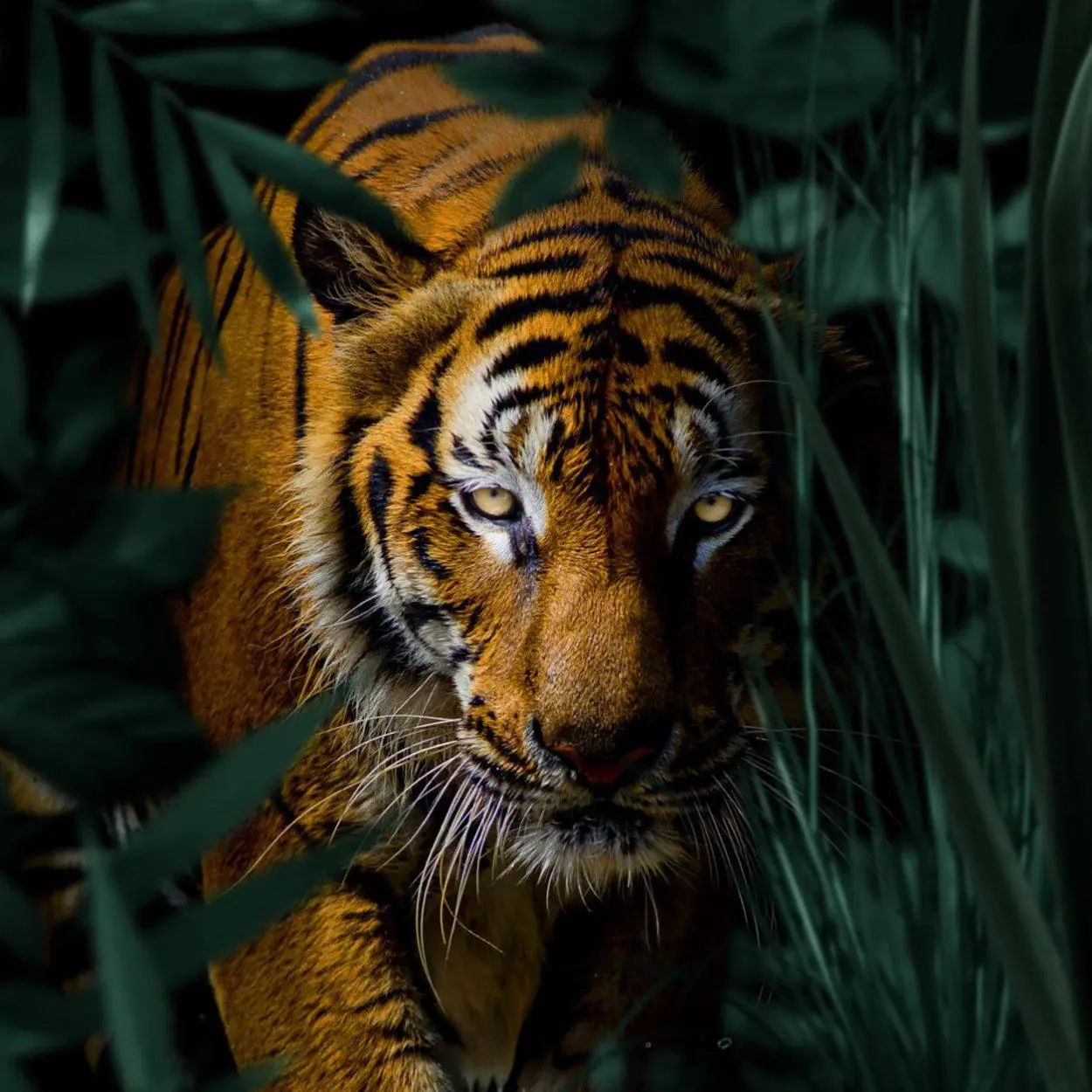 Einzigartige Wanddekoration von Tiger im Dschungel