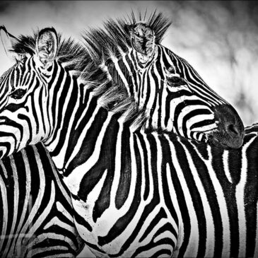 Hochwertiges Plexiglasgemälde: Zebras in Afrika