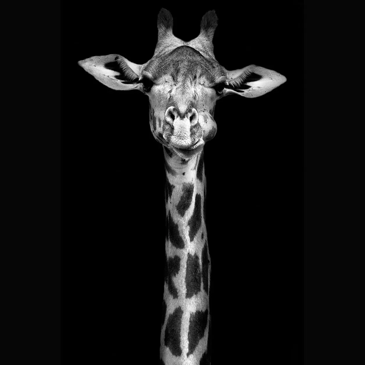 Black White Photography Art Giraf