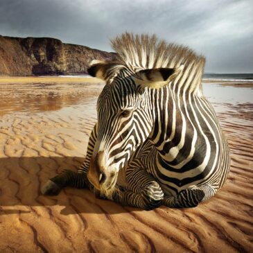 Wall art zebra een toonbeeld van foto plexiglas kunst