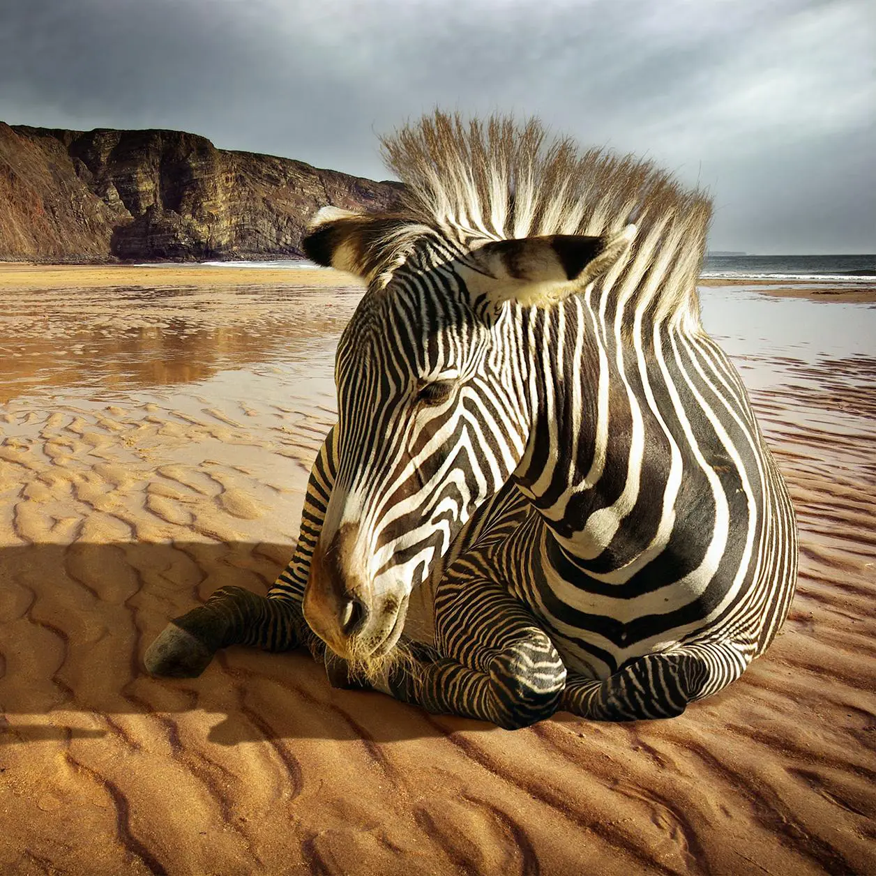 Wall Art Zebra A model of photo Plexiglas Art