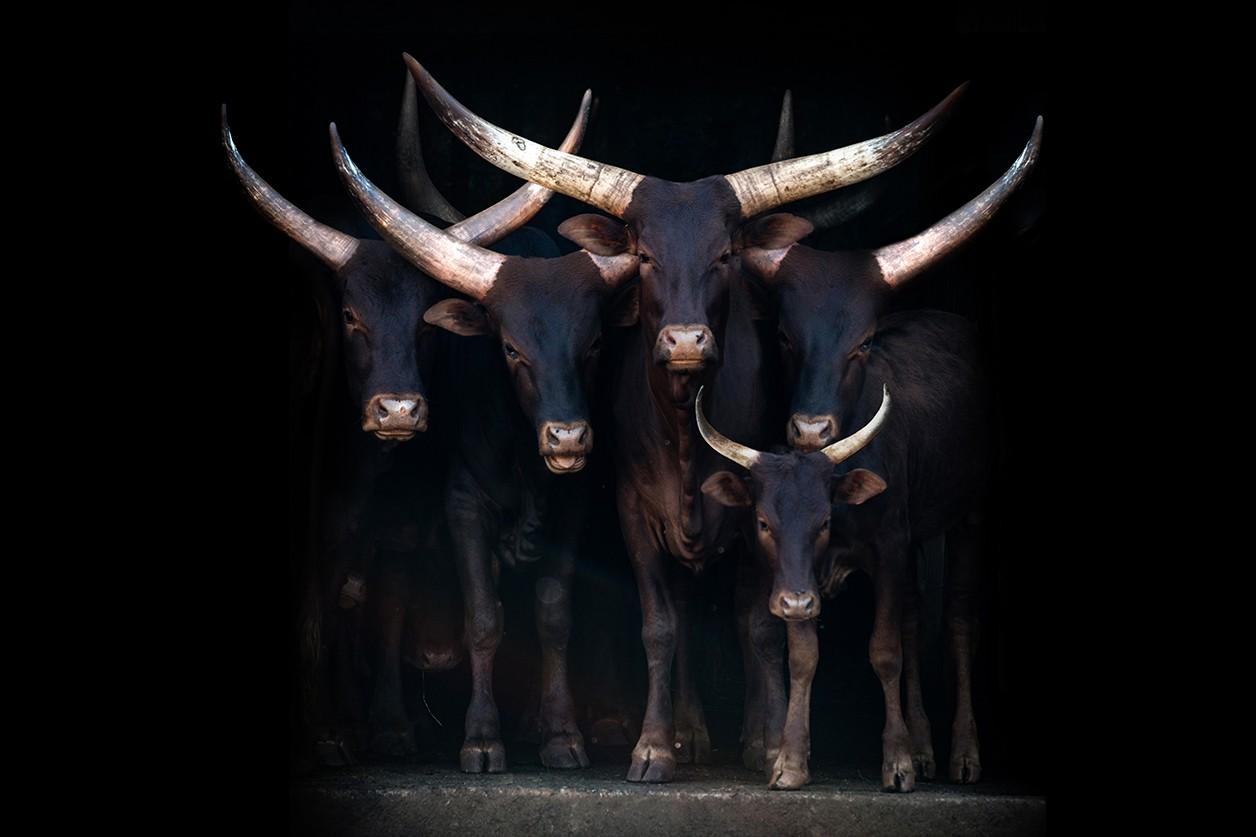 Ankole Watusi painting