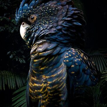 Stijlvol vogel schilderij van kaketoe