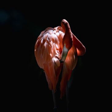 Wall art van een prachtige flamingo