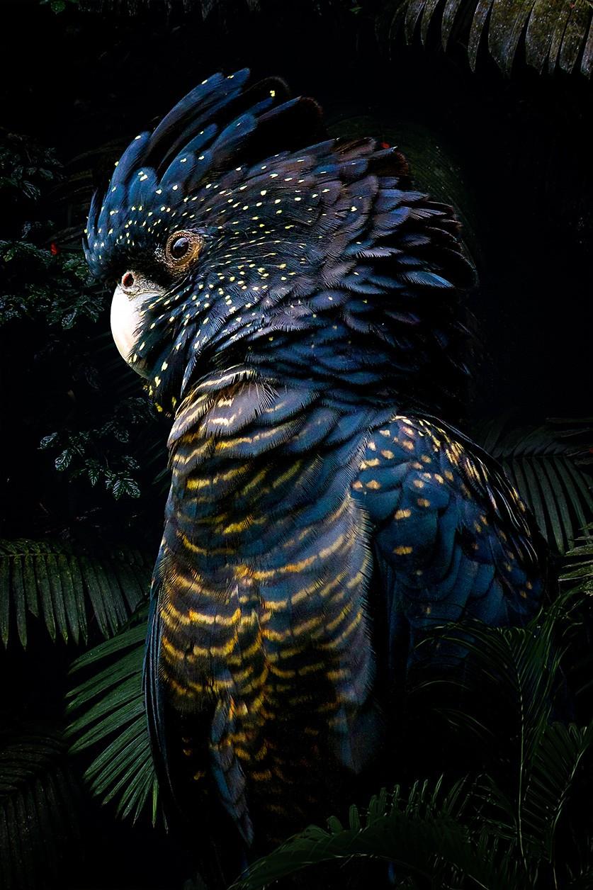 Stylish bird painting of cockatoo