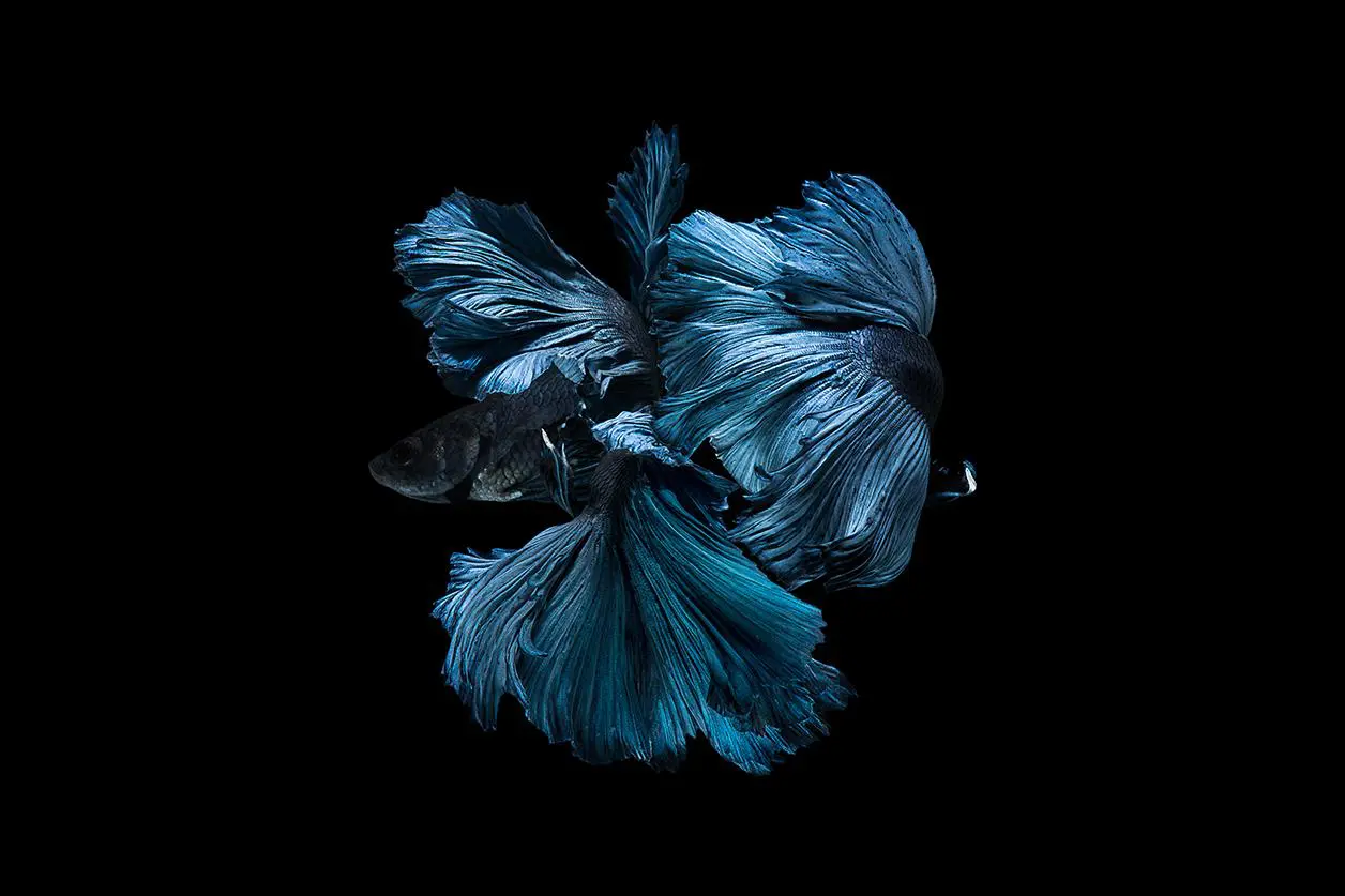Pêche artistique en verre acrylique: belle queue de poisson bleu danse dans l&#39;eau noire