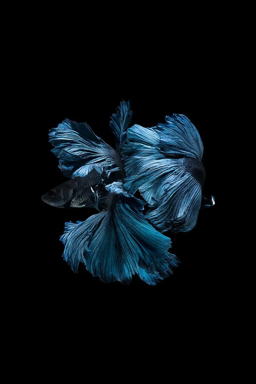 Pêche artistique en verre acrylique: belle queue de poisson bleu danse dans l&#39;eau noire