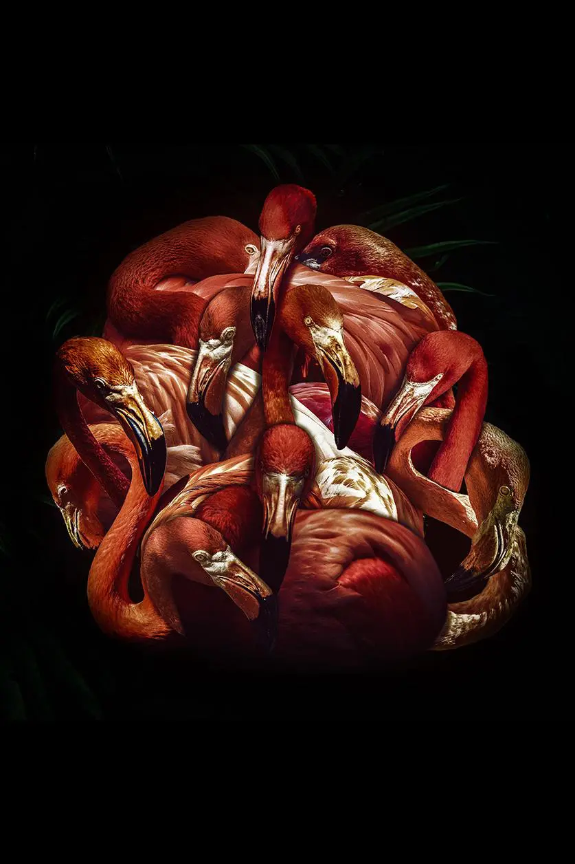Wall decoration of Flamingo