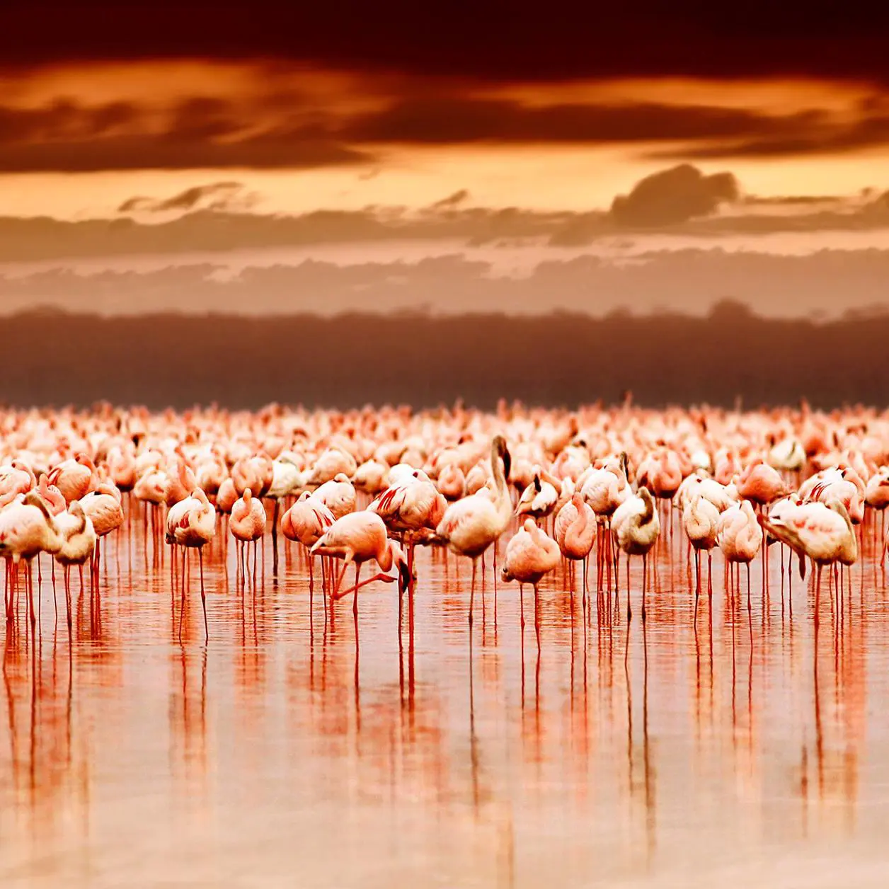 flamingo island - Afbeelding 3