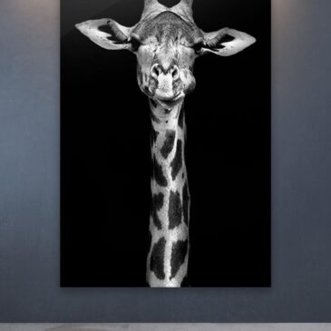 Zwart wit fotografie giraf