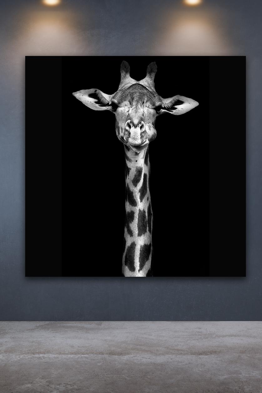 girafes-queue-maquette-carré