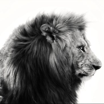 king-of-jungle-II-Vierkant