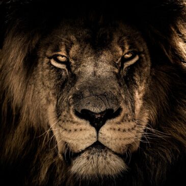 Schilderij van een leeuw