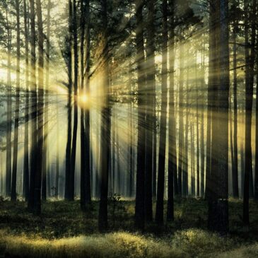 Wall decoration of a radiant sunrise in a forest