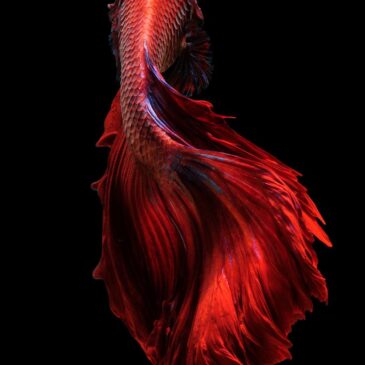 portrait de oscuridad roja