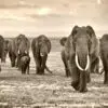 Werk aan de muur van olifant