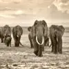 Werk aan de muur van olifant