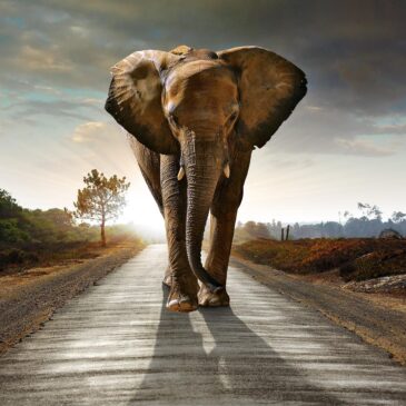 Fotokunst van olifant in Afrikaans landschap