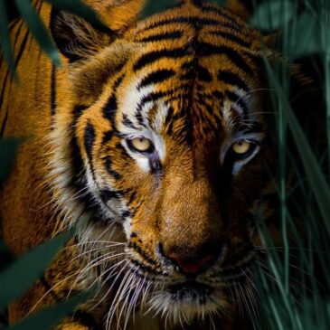 Einzigartige Wanddekoration von Tiger im Dschungel