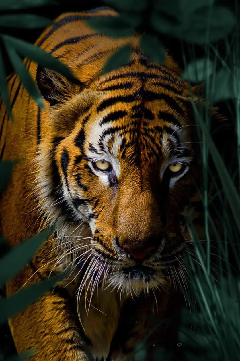 Einzigartige Wanddekoration von Tiger im Dschungel