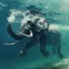 Unieke muurdecoratie van een zwemmende olifant