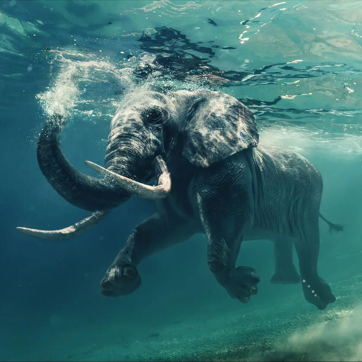 Einzigartige Wanddekoration eines schwimmenden Elefanten