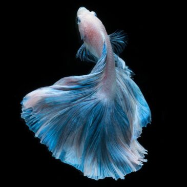 Pintura artística de peces